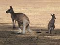 Lone Pine Sanctuary (10)